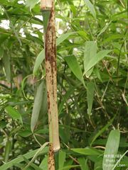 Chimonobambusa quadrangularis