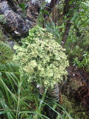 Pseudocyphellaria carpoloma