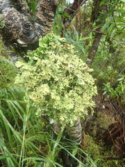 Pseudocyphellaria carpoloma