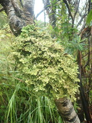 Pseudocyphellaria carpoloma