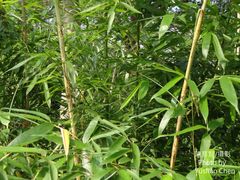 Chimonobambusa quadrangularis