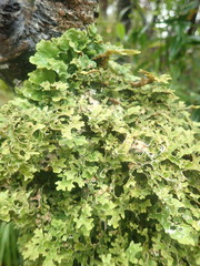 Pseudocyphellaria carpoloma
