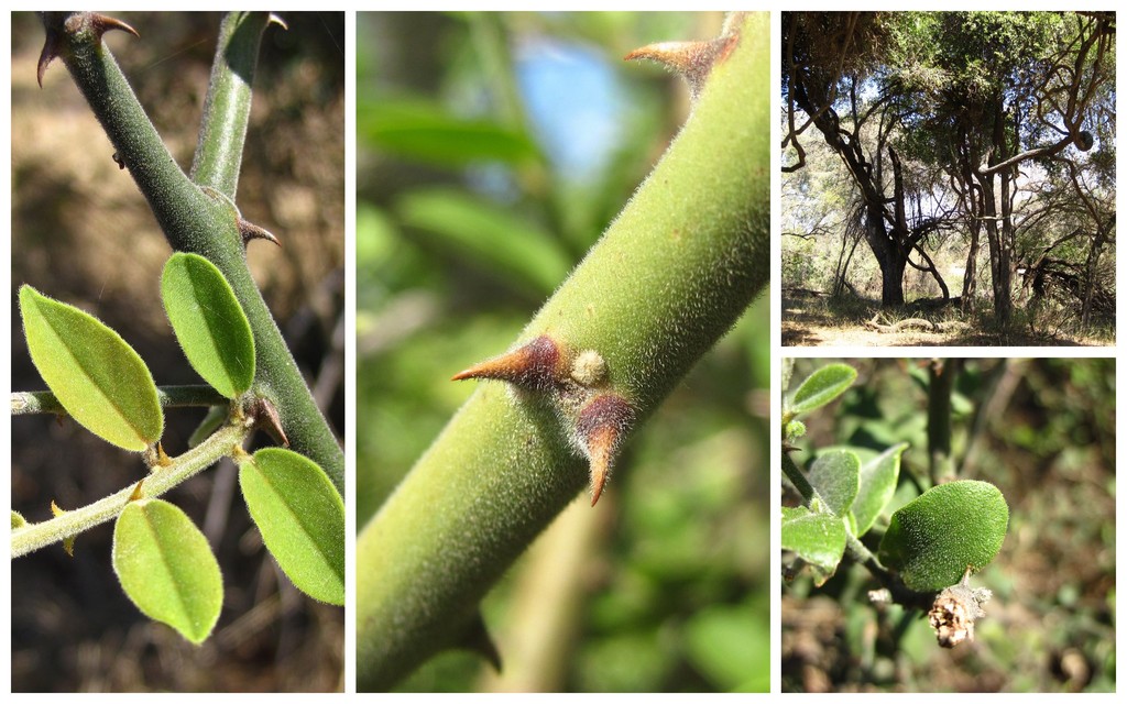 Capparis tomentosa, Ehlanzeni, South Africa, by Malcolm Douglas