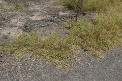 Dactyloctenium radulans