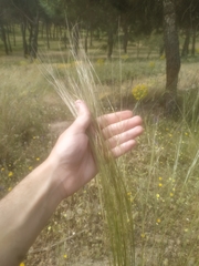 Stipa lagascae