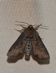 Oligia latruncula