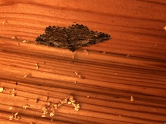 Peribatodes secundaria