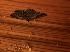 Peribatodes secundaria