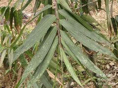 Dendrocalamus giganteus