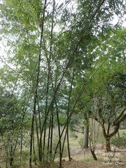 Dendrocalamus giganteus