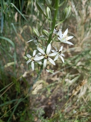 Ornithogalum narbonense