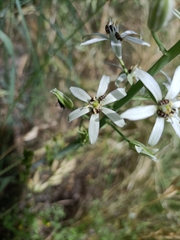 Ornithogalum narbonense