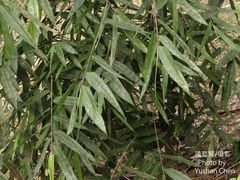 Dendrocalamus giganteus