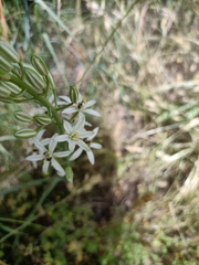 Ornithogalum narbonense