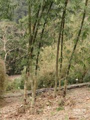 Dendrocalamus giganteus