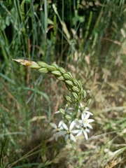 Ornithogalum narbonense