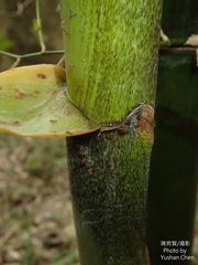 Dendrocalamus giganteus