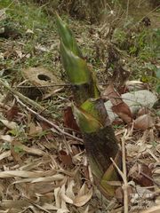 Dendrocalamus giganteus