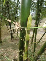 Dendrocalamus giganteus