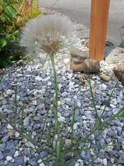 Tragopogon porrifolius