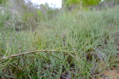 Ifloga repens