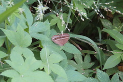 Mycalesis gotama nanda