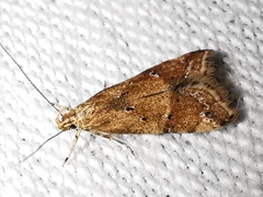Brachmia blandella