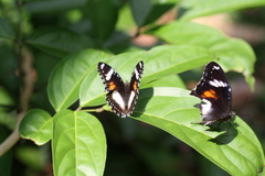 Hypolimnas bolina