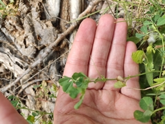 Medicago orbicularis