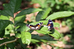 Hypolimnas bolina