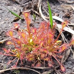 Drosera