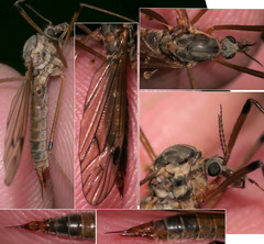 Tipula variicornis