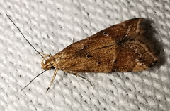 Brachmia blandella