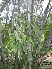 Dendrocalamus giganteus