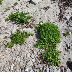 Honckenya peploides major