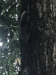 Callosciurus erythraeus thaiwanensis