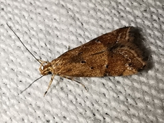 Brachmia blandella