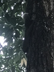 Callosciurus erythraeus thaiwanensis