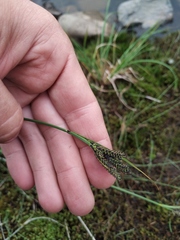 Carex eleusinoides