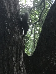 Callosciurus erythraeus thaiwanensis