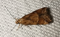 Brachmia blandella