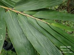 Dendrocalamus giganteus