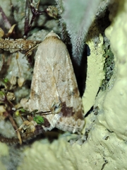 Heliothis nubigera