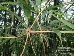 Dendrocalamus giganteus