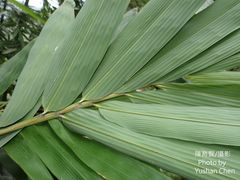 Dendrocalamus giganteus