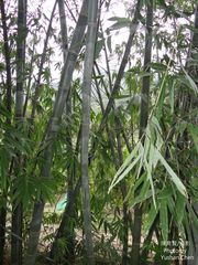 Dendrocalamus giganteus