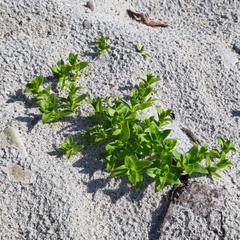 Honckenya peploides major