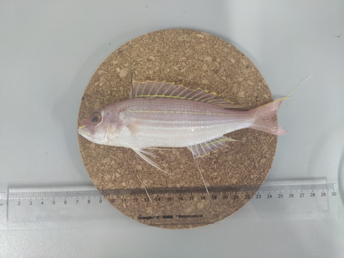 Golden thread (Nemipterus virgatus) — Nemipteridae — 2