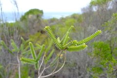 Struthiola argentea