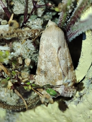 Heliothis nubigera